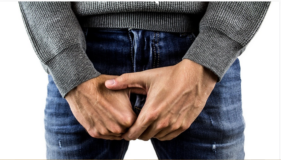 male sex organs
