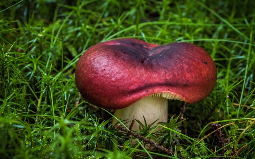 magic mushrooms